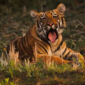 Thomas Cook Tadoba retreat